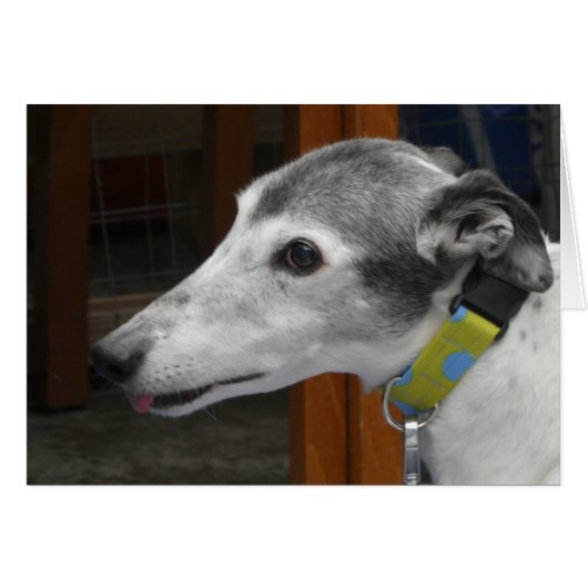 グレイハウンドフォトカード (正面横)