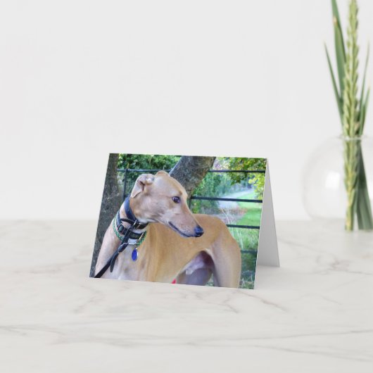 グレイハウンドフォトカード(p9) カード (正面)