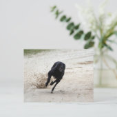 グレイハウンドレース ポストカード (スタンド正面)