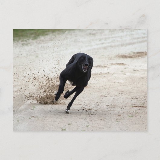 グレイハウンドレース ポストカード (正面)