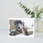 グレイハウンド子犬はがき ポストカード (スタンド正面)