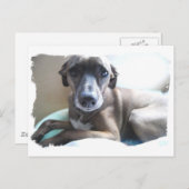グレイハウンド子犬はがき ポストカード (正面/裏面)
