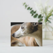 グレイハウンド犬はがき ポストカード (スタンド正面)