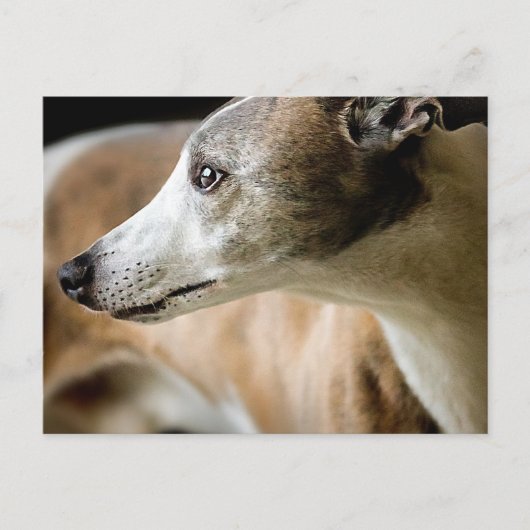 グレイハウンド犬はがき ポストカード (正面)
