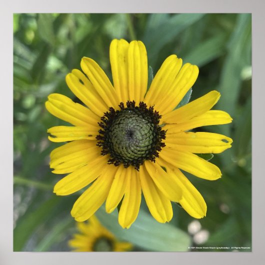 グレイフォーラデーイエローフローラプリント ポスター (正面)