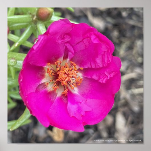 グレイフォーラデーパープルフローラプリント ポスター (正面)