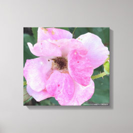 グレイフォーラデーピンクフローラプリント キャンバスプリント