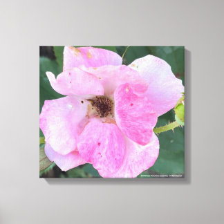 グレイフォーラデーピンクフローラプリント キャンバスプリント