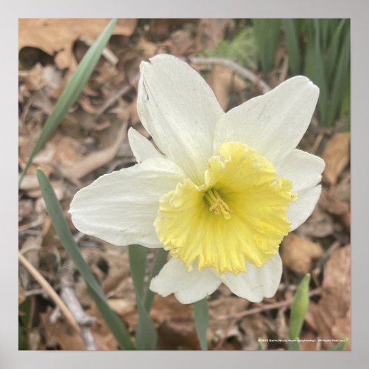 グレイフォーラデーホワイトフローラプリント ポスター (正面)