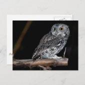 グレイモーフイースタンスクリークフクロウ真夜中 ポストカード (正面/裏面)