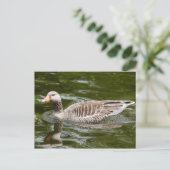 グレイラググース ポストカード (スタンド正面)