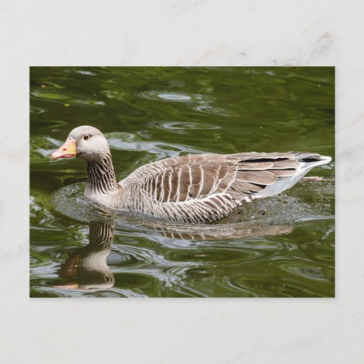 グレイラググース ポストカード (正面)