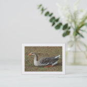 グレイラグスワン縁どグースクロス 名刺 (スタンド正面)