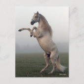 グレイルシタノスタリオンミストで飼育 ポストカード (正面)