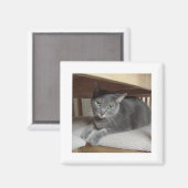 グレイロシアのキャットブルー マグネット (正面/裏面)