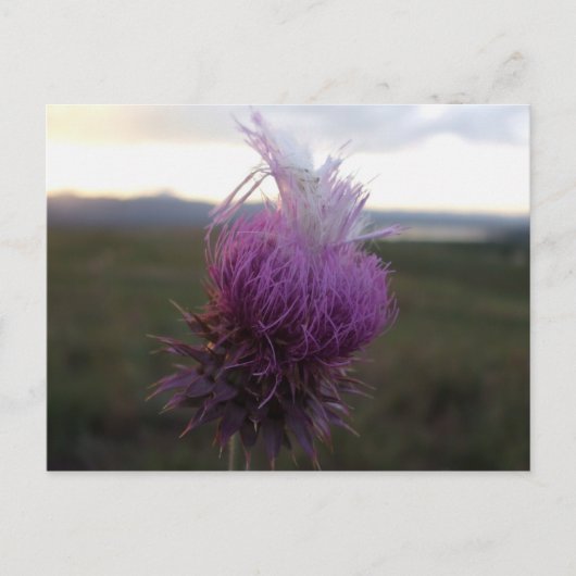 グレインに ポストカード (正面)