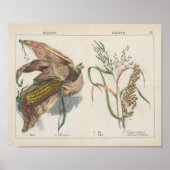 グレイン | シャーロッテメアリーヨンゲ ポスター (正面)