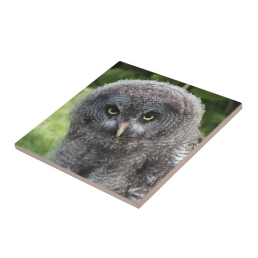 グレイ型フクロウ タイル (側面)