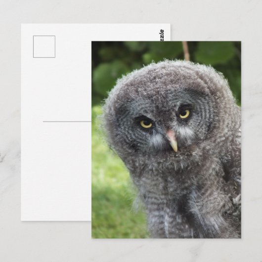 グレイ型フクロウ ポストカード (正面/裏面)