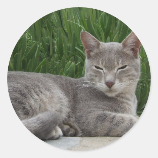 グレイ猫シール ラウンドシール (正面)