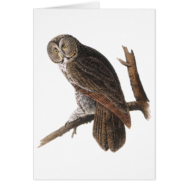 グレイ素晴らしフクロウ (正面)