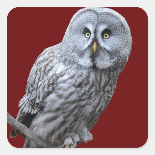 グレイ素晴らしフクロウ スクエアシール (正面)
