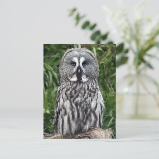 グレイ素晴らしフクロウ ポストカード (スタンド正面)