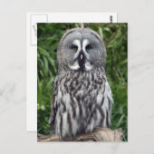 グレイ素晴らしフクロウ ポストカード (正面/裏面)
