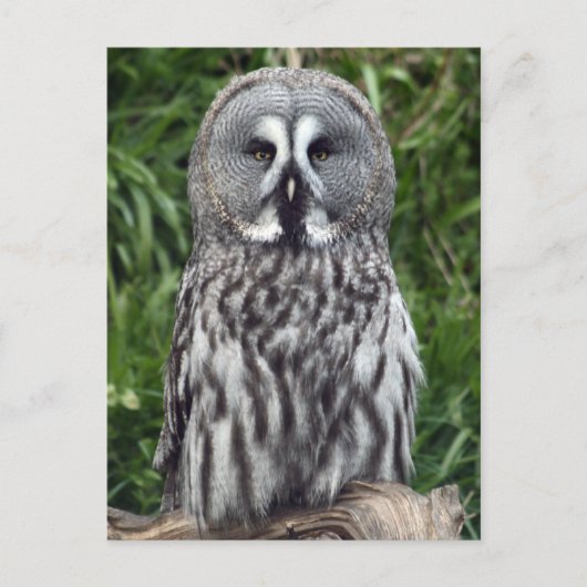 グレイ素晴らしフクロウ ポストカード (正面)