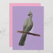 グレイ遠くにゴ鉛筆スケッチ シーズンカード (正面/裏面)