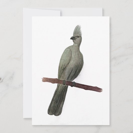 グレイ遠くにゴ鉛筆スケッチ シーズンカード (正面)