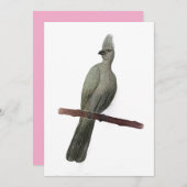 グレイ遠くにゴ鉛筆スケッチ シーズンカード (正面/裏面)