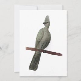 グレイ遠くにゴ鉛筆スケッチ シーズンカード