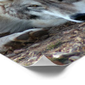 グレイ・ウルフ・ポスター ポスター (角)