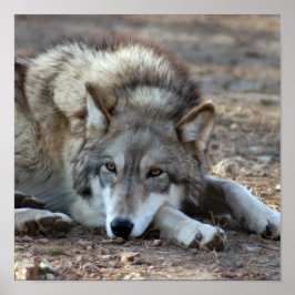 グレイ・ウルフ・ポスター ポスター