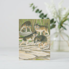 グレイ・ウルフ ポストカード