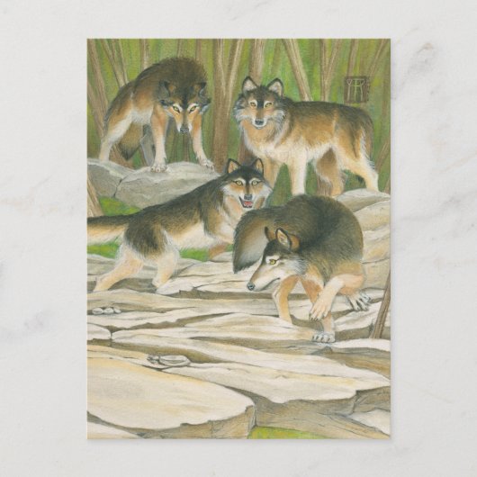 グレイ・ウルフ ポストカード (正面)