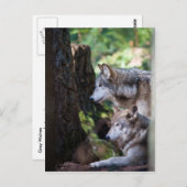 グレイ・ウルフ ポストカード (正面/裏面)