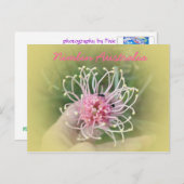 グレビリアピンク ポストカード (正面/裏面)