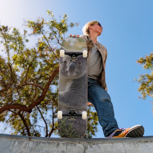 グレビリア・コアラ・ベア スケートボード (室外1)