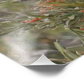 グレビリア・コアラ・ベア フォトプリント            (角)