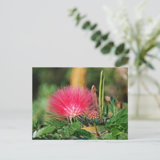 グレビリア ポストカード (スタンド正面)