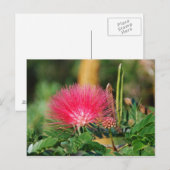 グレビリア ポストカード (正面/裏面)