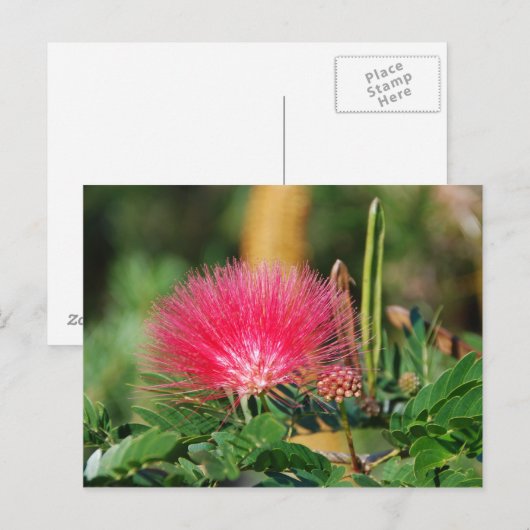 グレビリア ポストカード (正面/裏面)