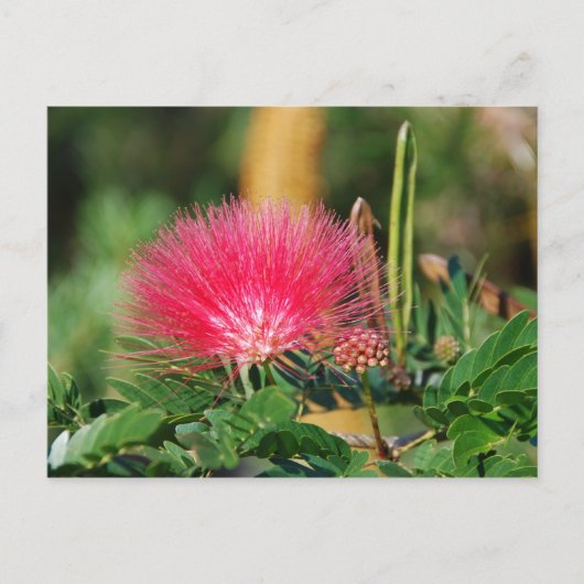 グレビリア ポストカード (正面)