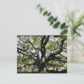 グレンウッドライブオーク ポストカード (スタンド正面)