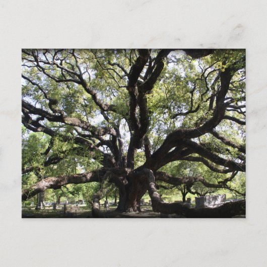 グレンウッドライブオーク ポストカード (正面)