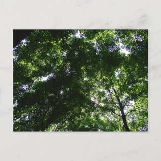 グレンヘレンメープル ポストカード