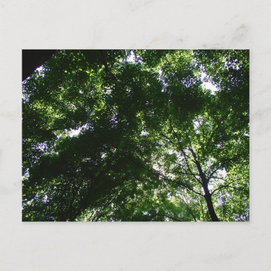 グレンヘレンメープル ポストカード (正面)