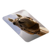 グレーおもしろいの馬の鼻クローズアップ マグネット (右側)